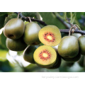 Red Yellow Green kiwi seeds for sale